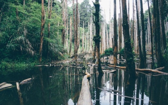 Discover The Beauty of Florida's National Parks
